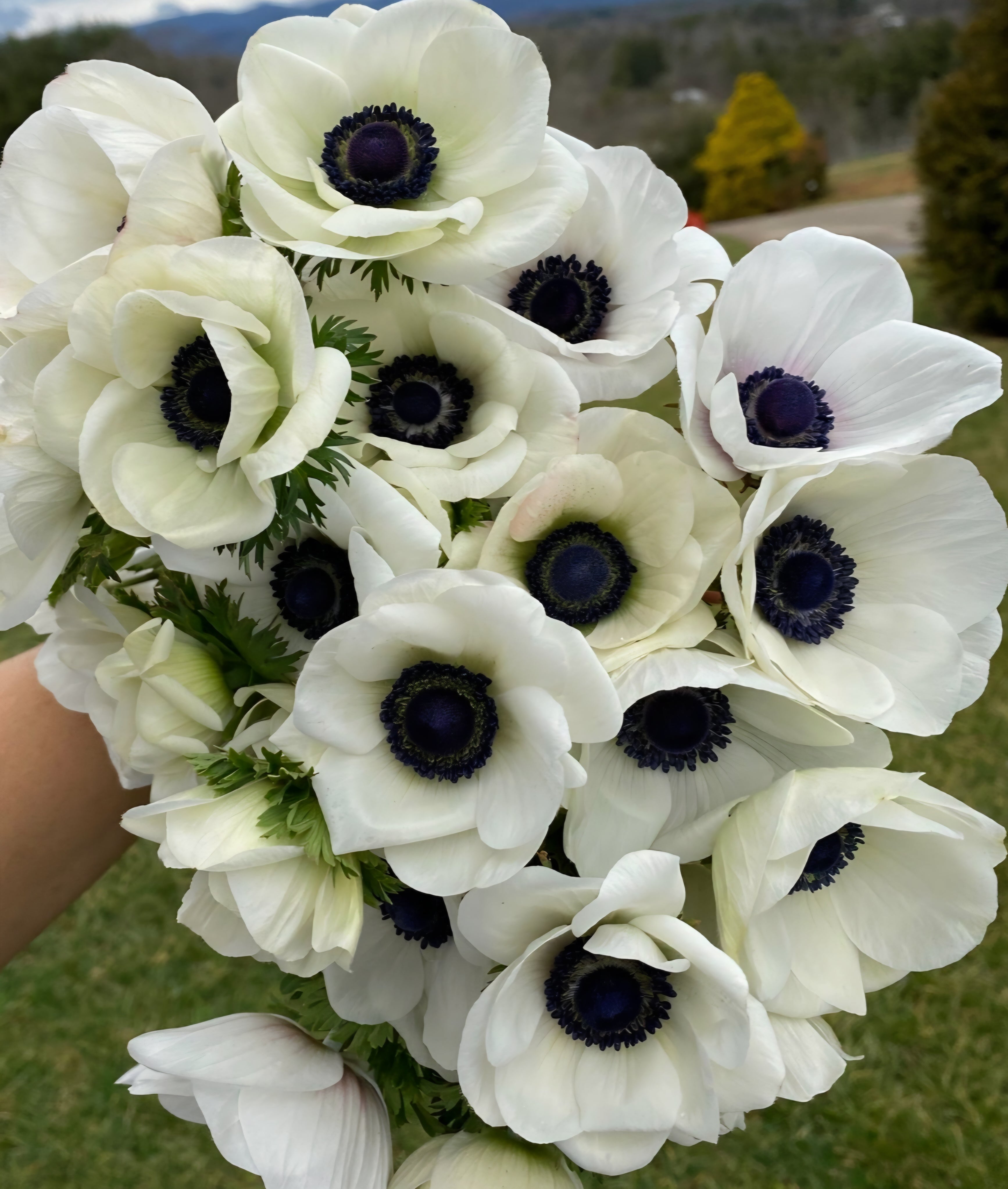 Anemones – Blooming Patches Farm