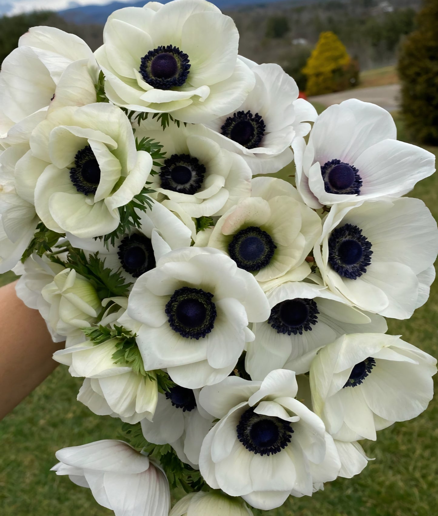 Anemone Marianne Panda White Corms (10)