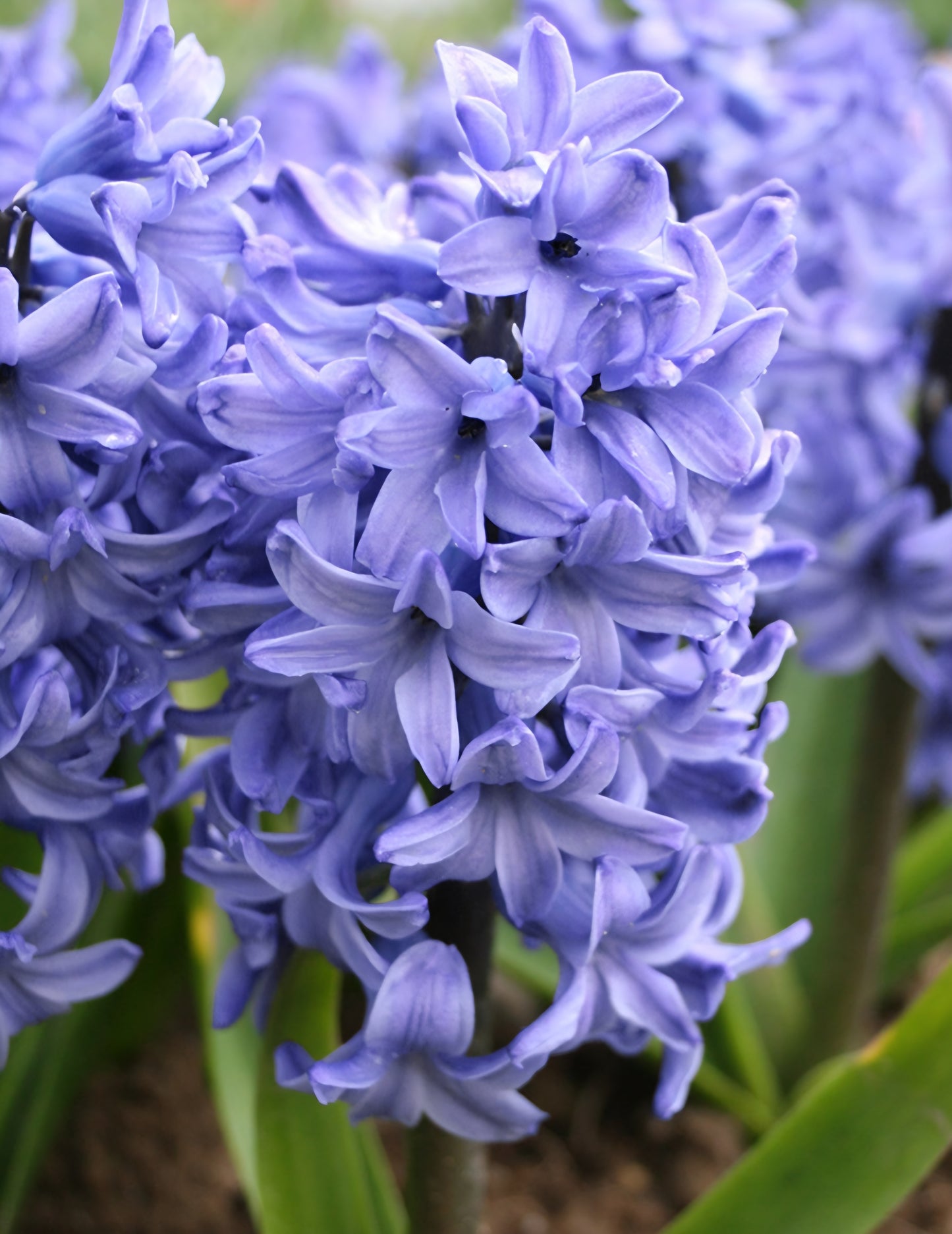 Hyacinth Blue Star Bulbs
