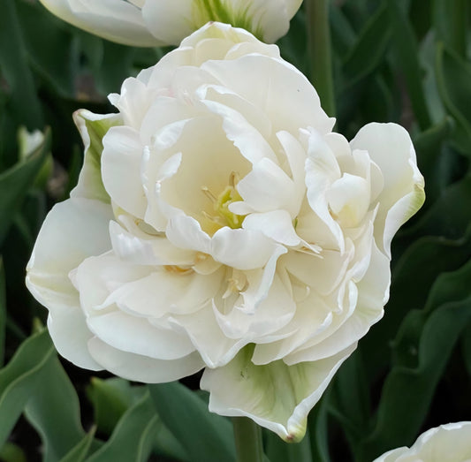 Double Late Mount Tacoma White Tulip Bulbs (10)