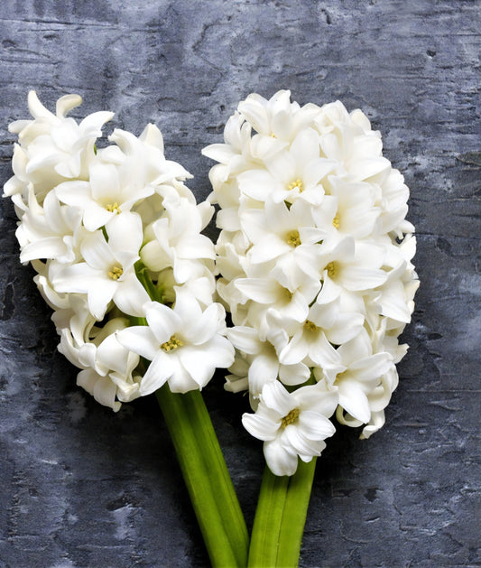 Hyacinth White Pearl Bulbs (10)