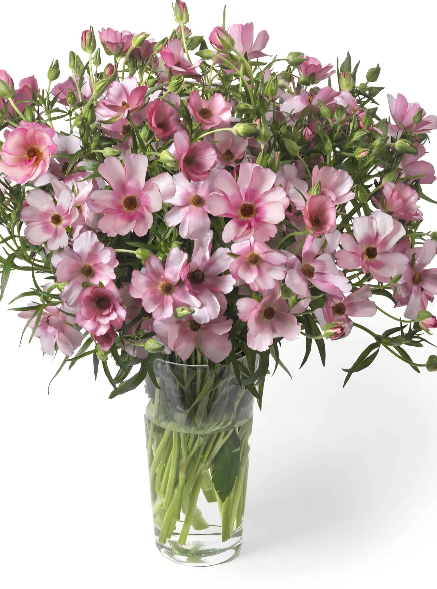 Butterfly Lycia Ranunculus Corms