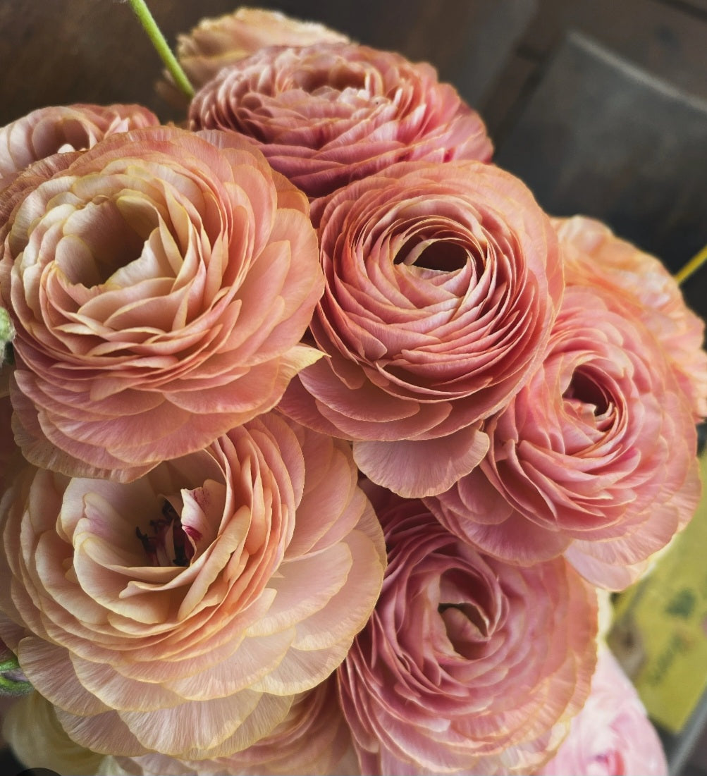 Nohant Ranunculus Romance Nohant Ranunculus Corms (5) – Blooming Patches Farm