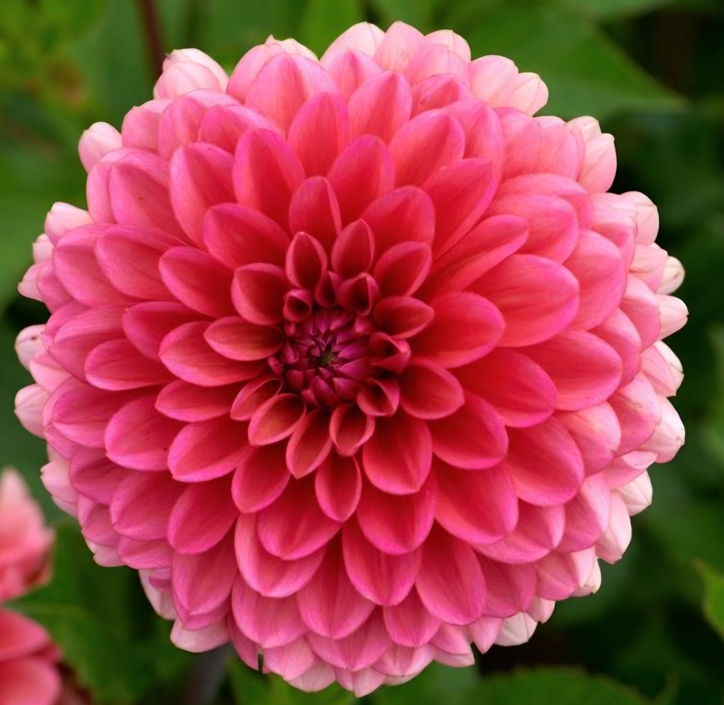 Salmon Runner Dahlia Tuber