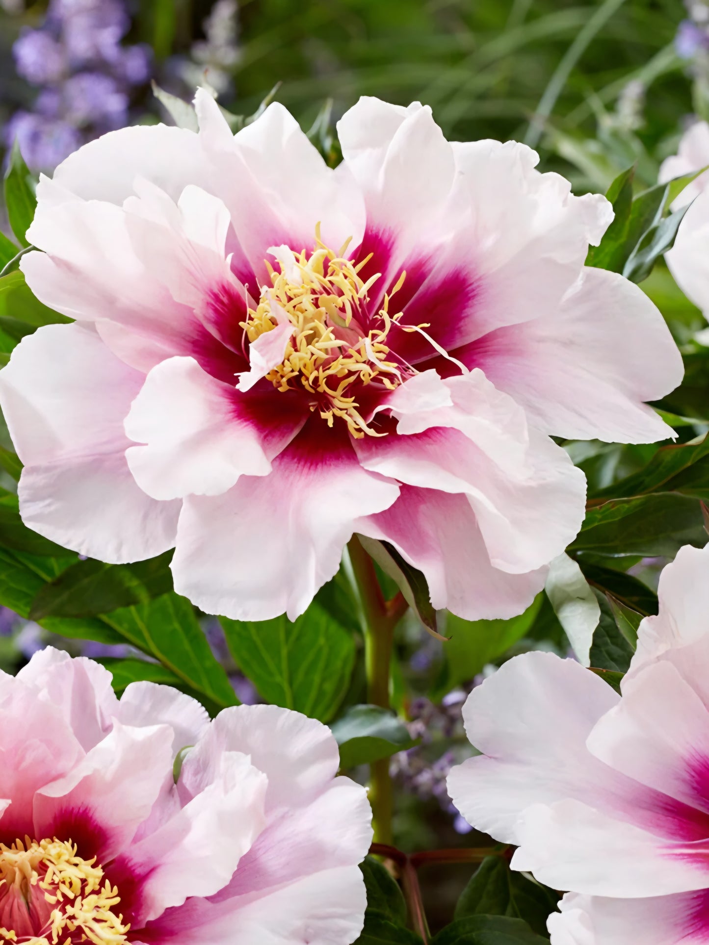 Peony Itoh Cora Louise