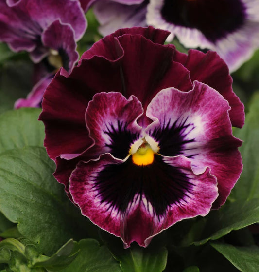 Pansy Ruffle Frizzle Sizzle Mix