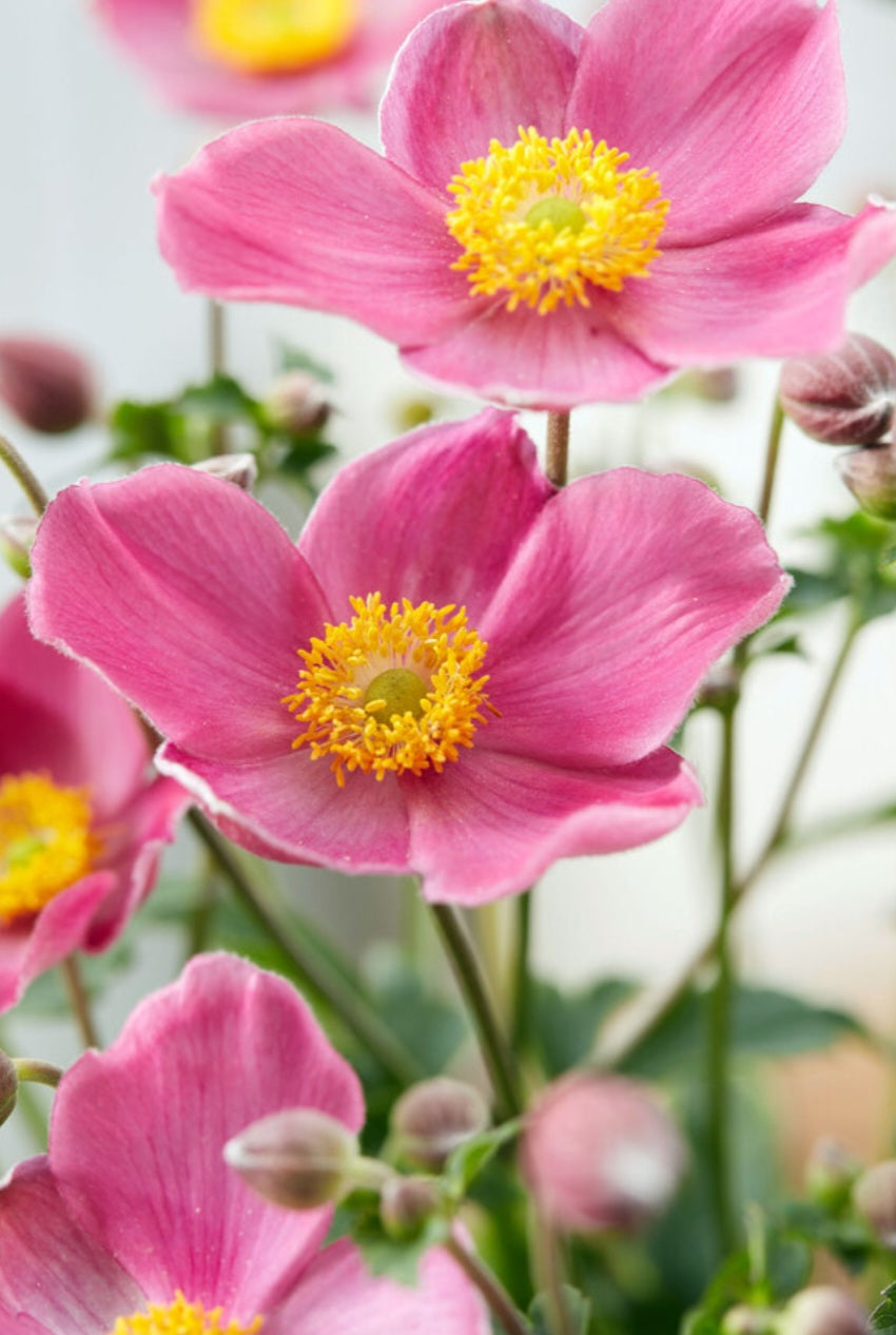 Japanese Anemone Fantasy Jasmine Plugs (2)