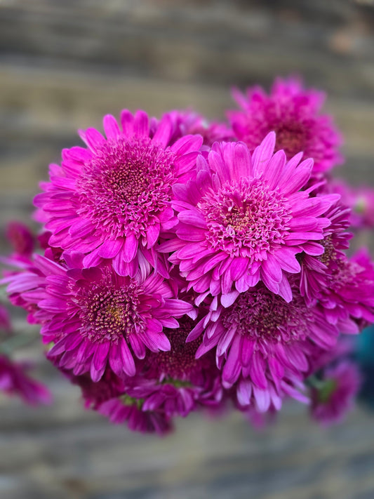 Purple Light Heirloom Chrysanthemum Plugs (3)