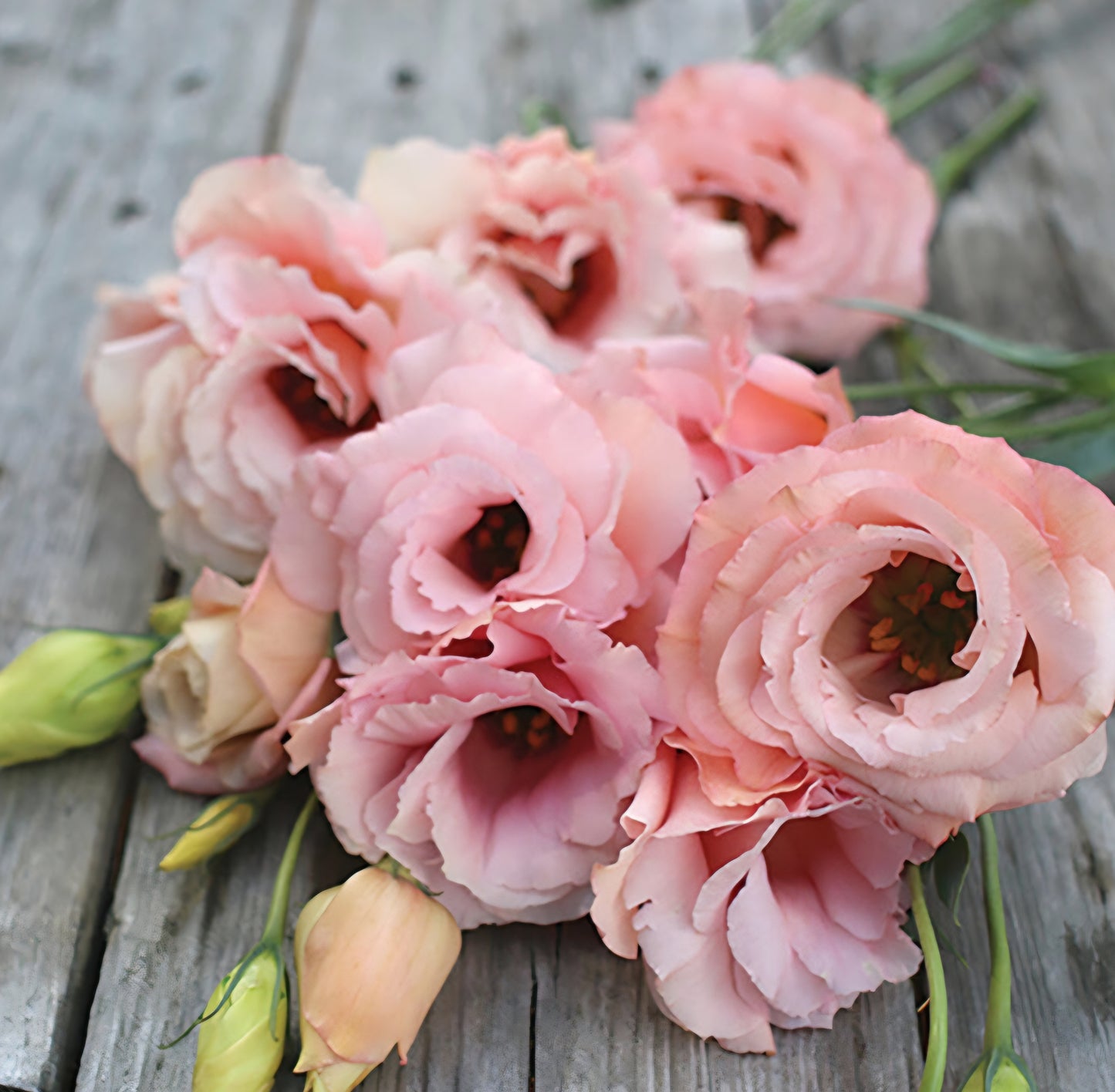 Lisianthus Arena 3 Apricot Plugs