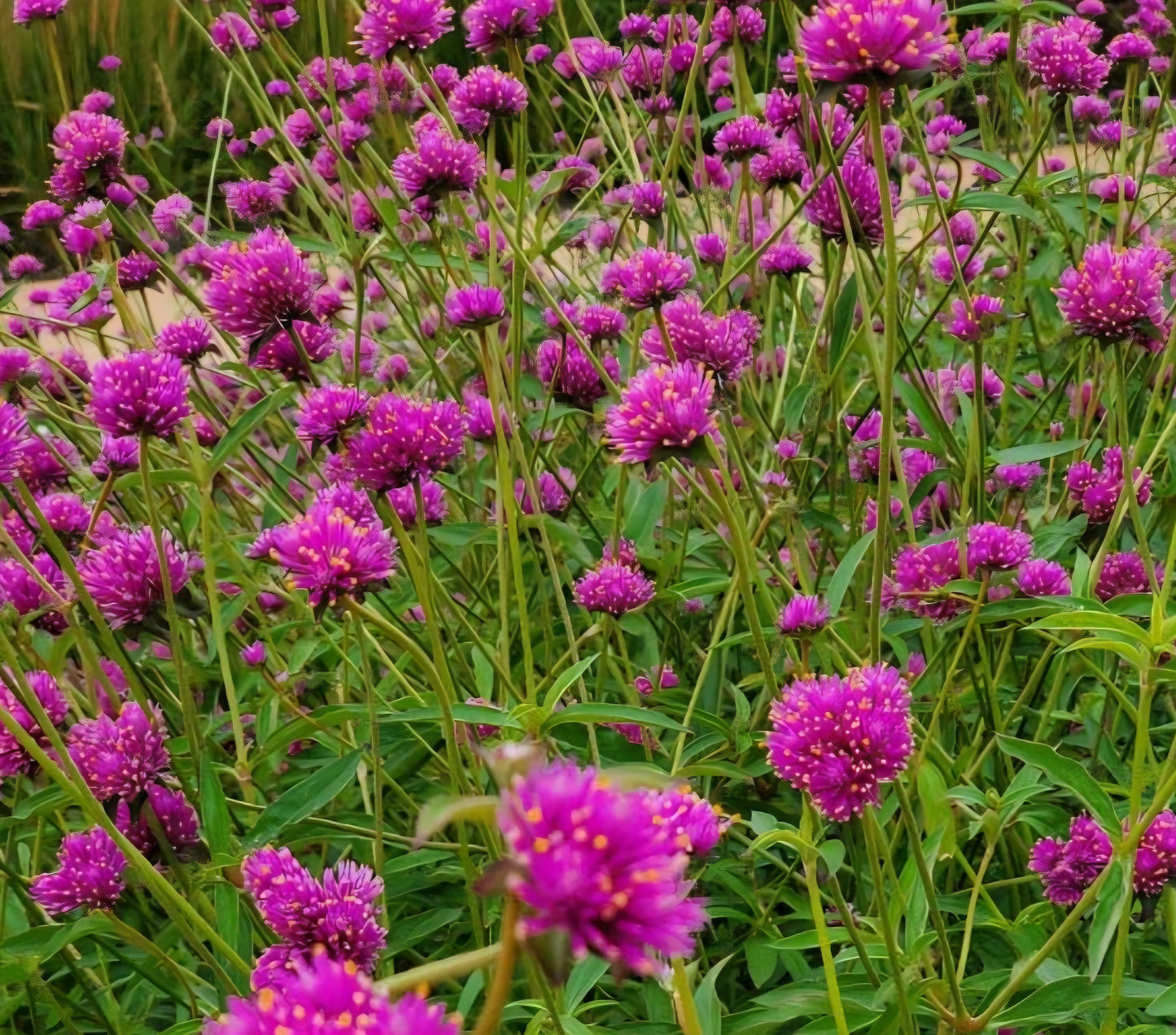 Gomphrena Fireworks Plugs (4)