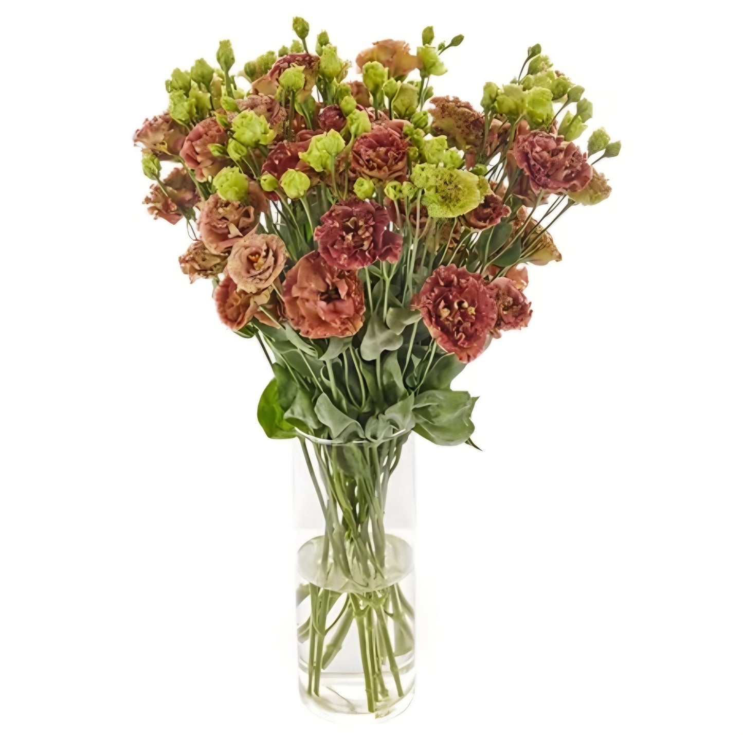 Lisianthus Roseanne Terracotta Plugs