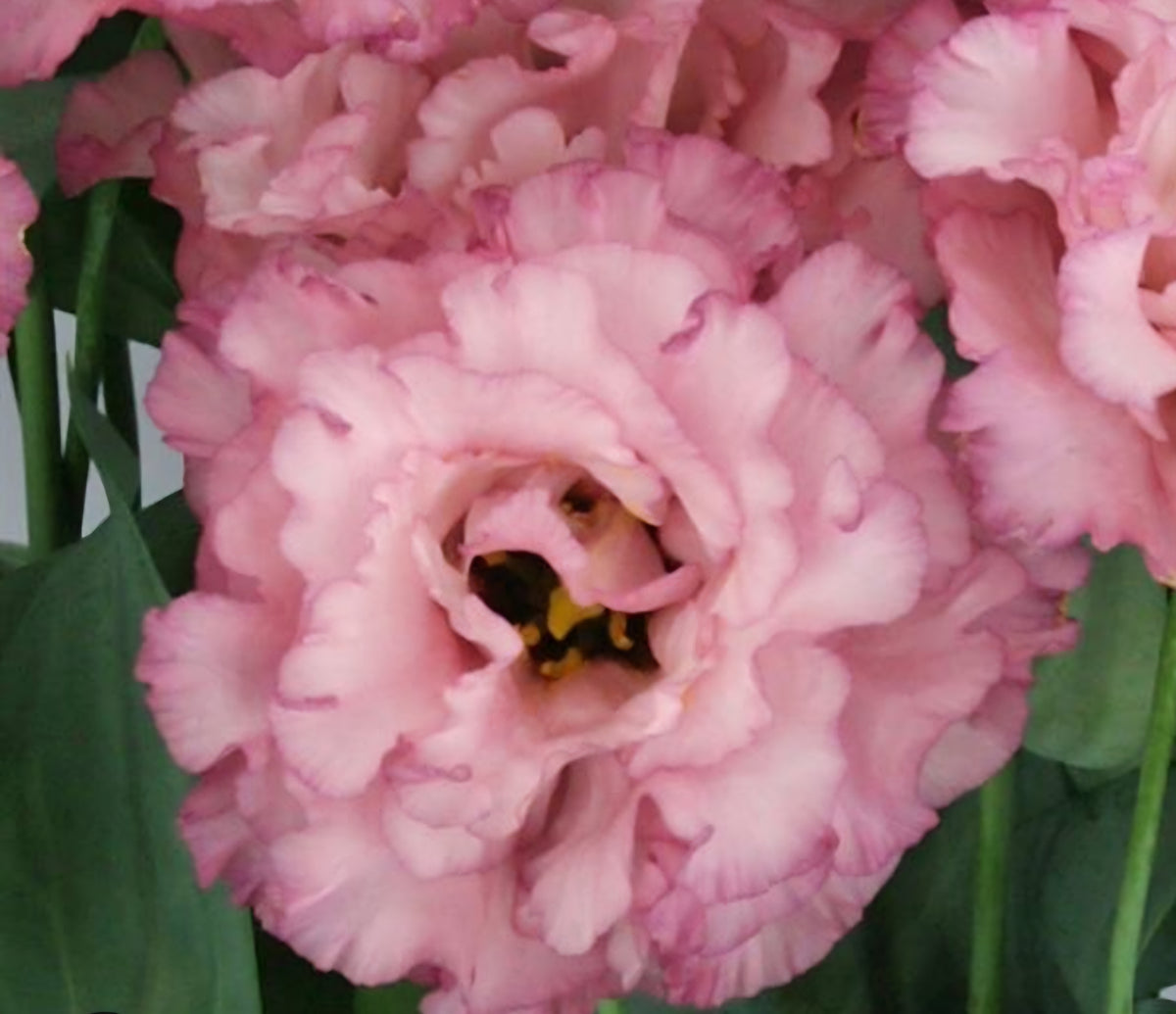 Lisianthus Celeb 2 Madonna Plugs