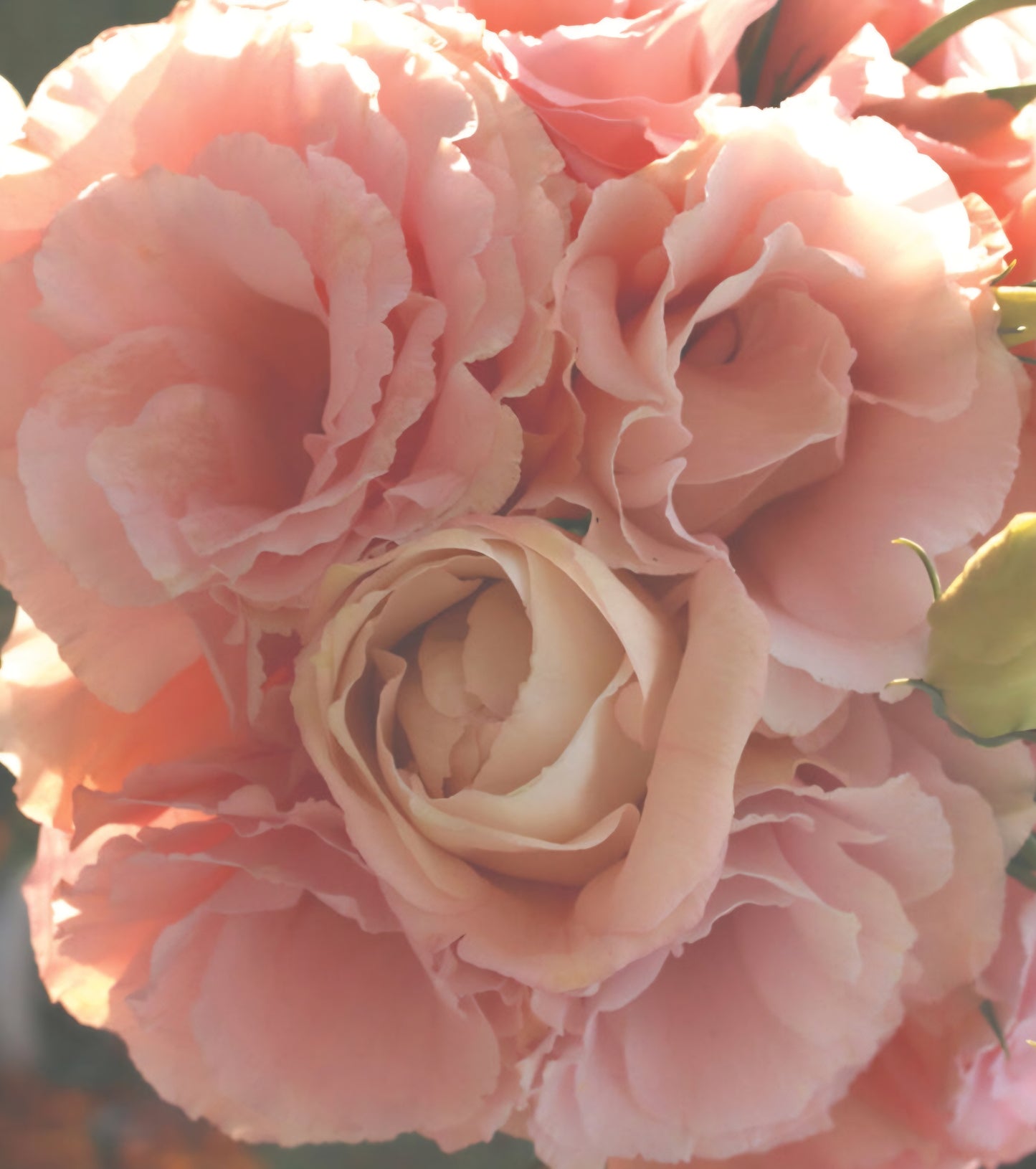 Lisianthus Arena 3 Apricot Plugs