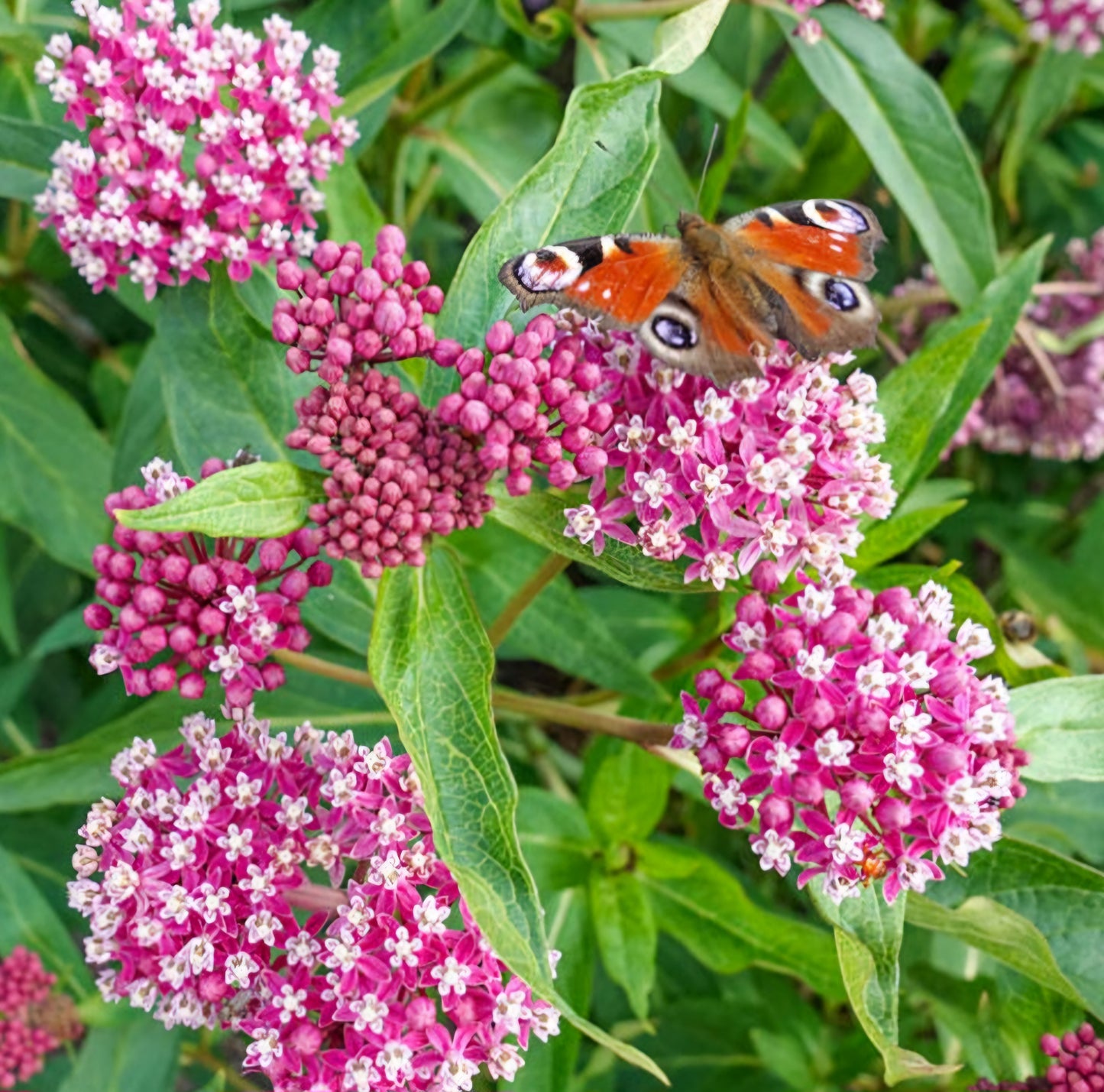 Soulmate Butterfly Weed Plant Plug