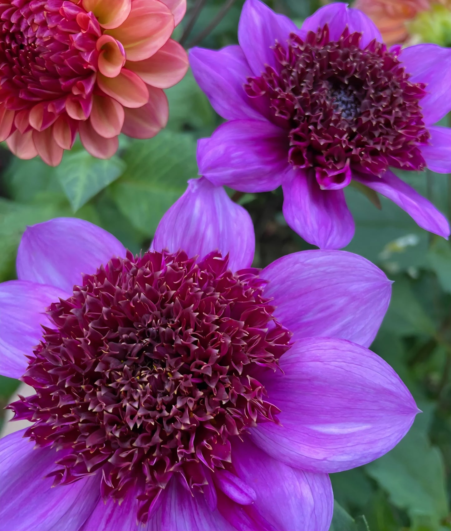 Blue Bayou Dahlia Cutting