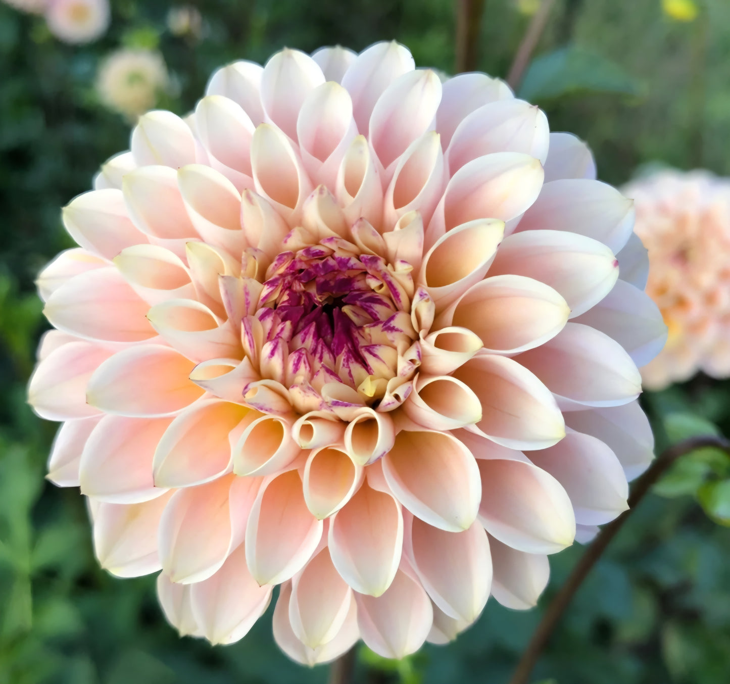 Wine Eyed Jill Dahlia Cutting