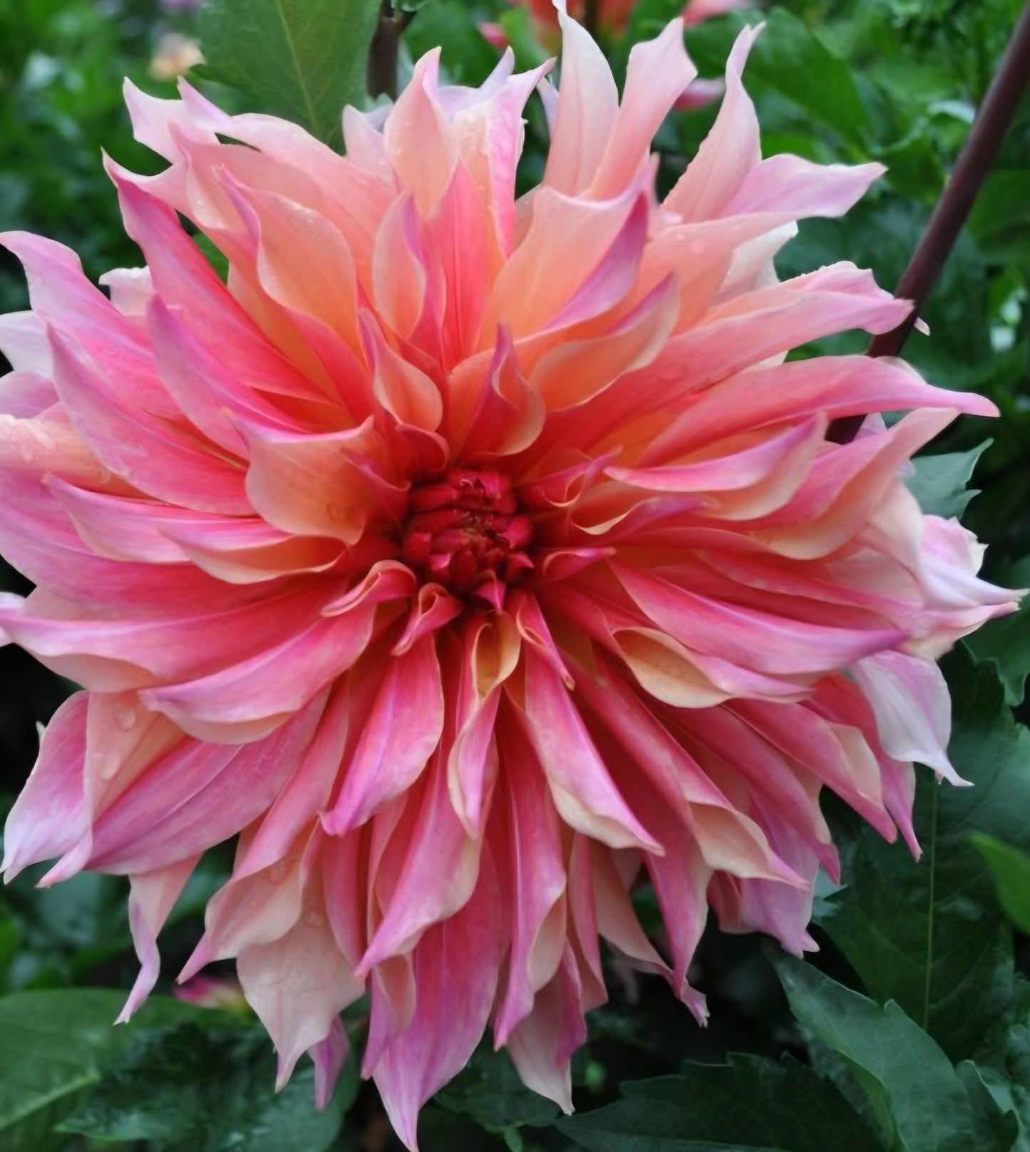 Labyrinth Dahlia Tuber