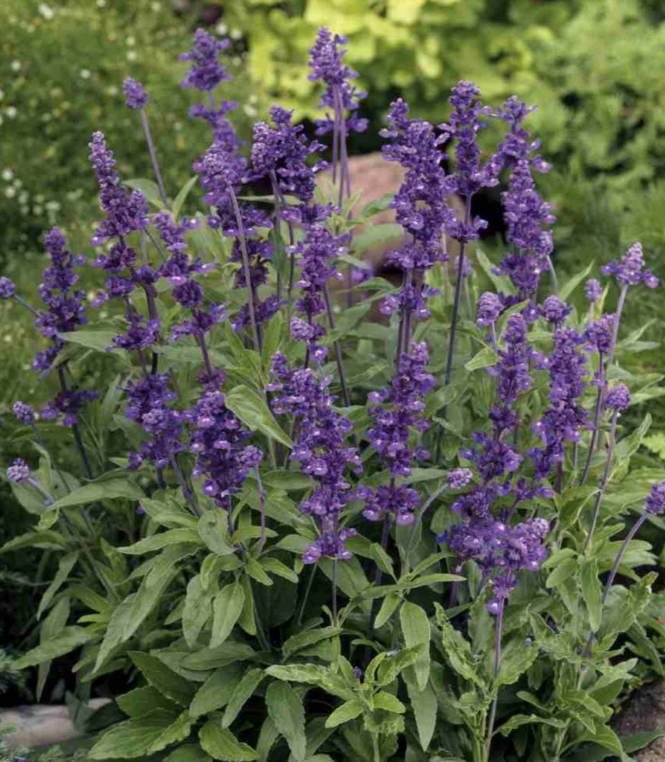 Salvia Evolution Violet Plant Plug
