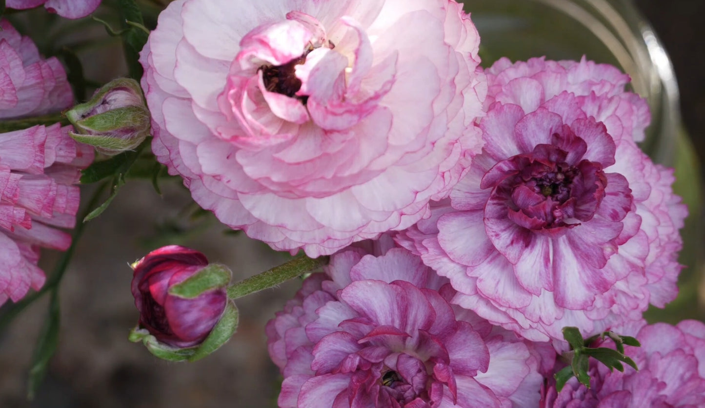 Amandine Purple Jean Ranunculus Corms