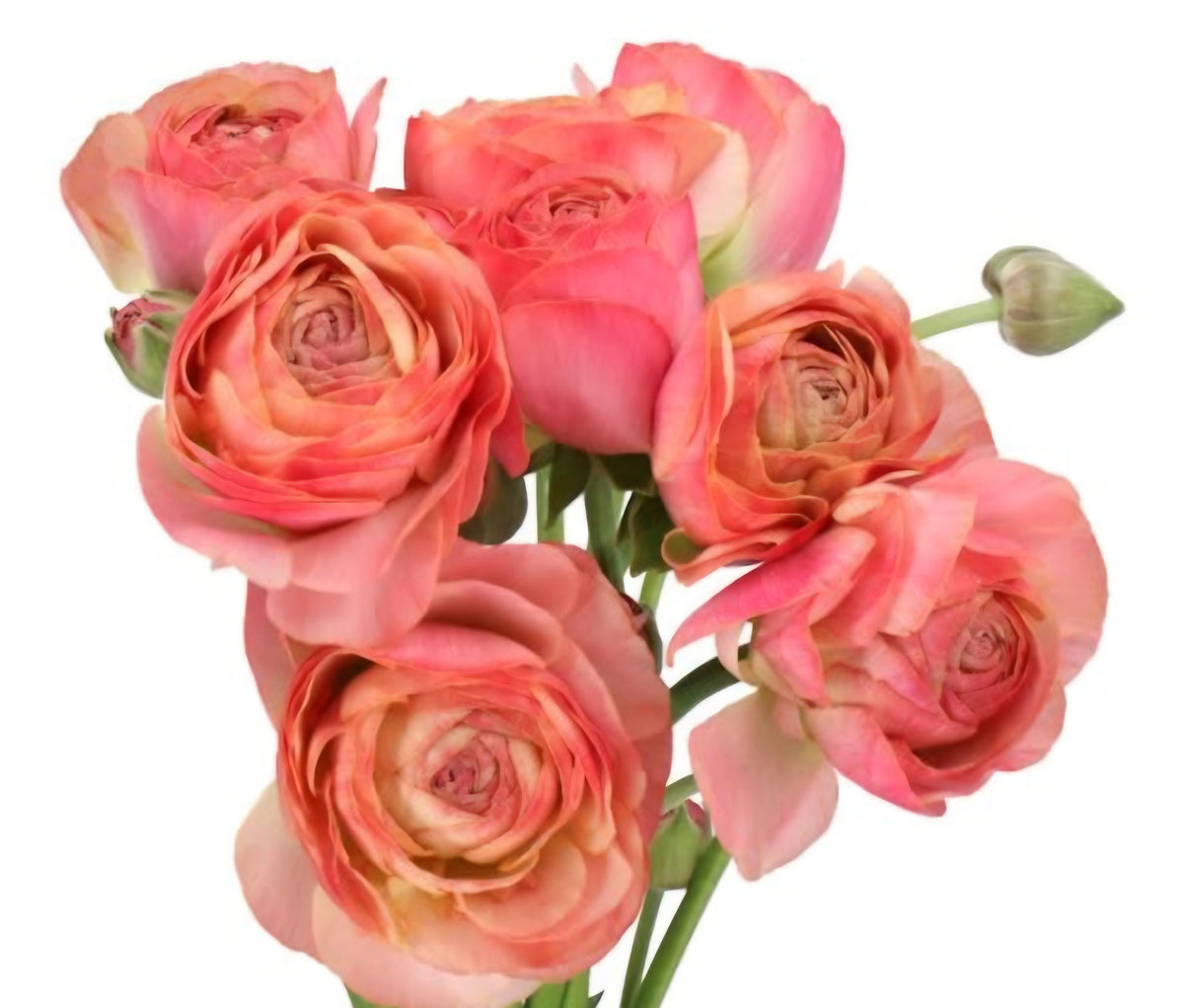 Nohant Ranunculus Romance Nohant Ranunculus Corms (5) – Blooming Patches Farm