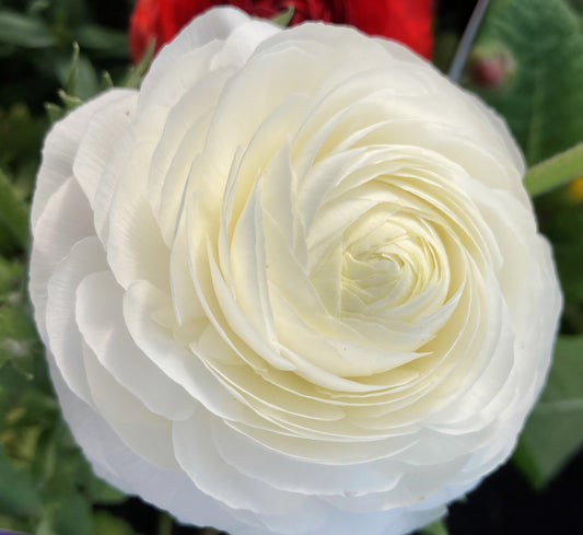 Aviv White Ranunculus