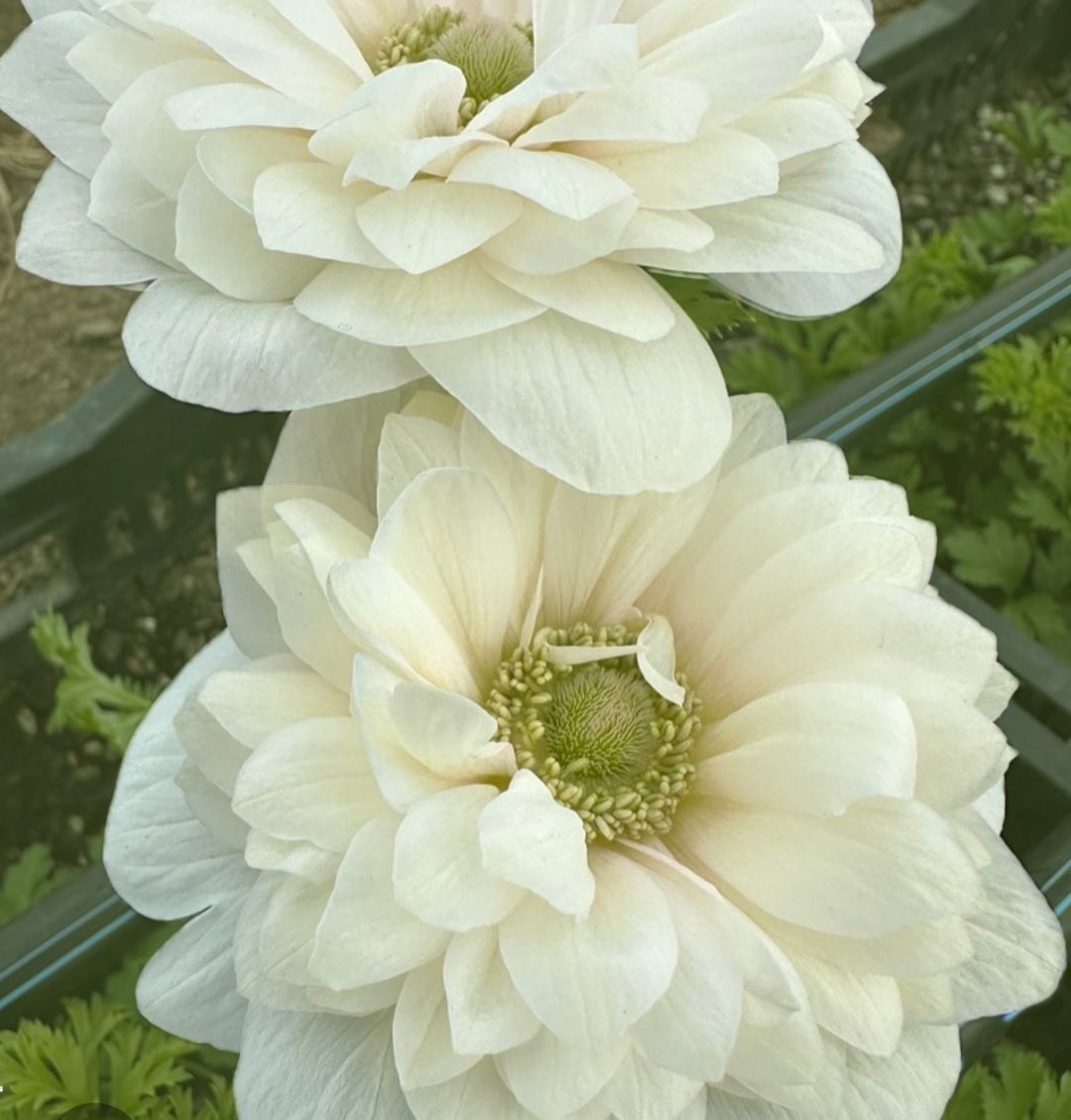 Anemone Italian Levante Bianco (10)