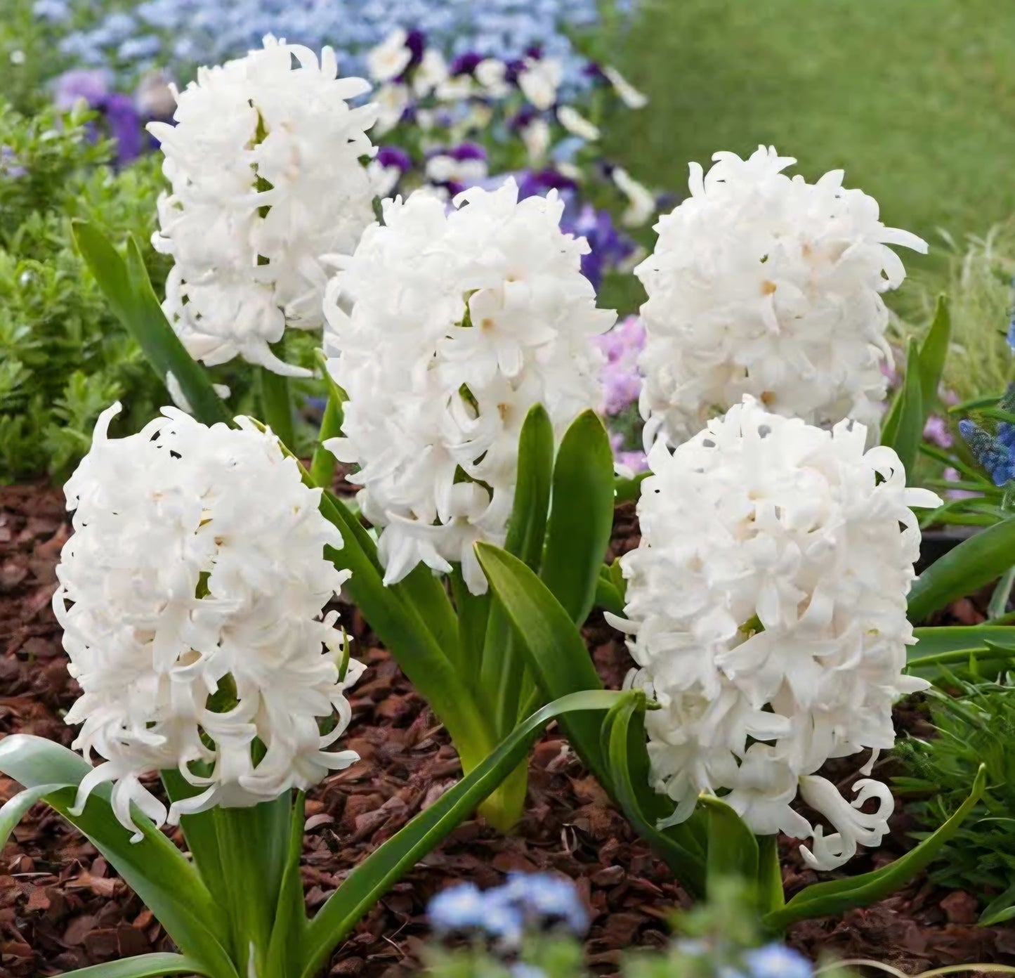 Hyacinth White Pearl Bulbs (10)