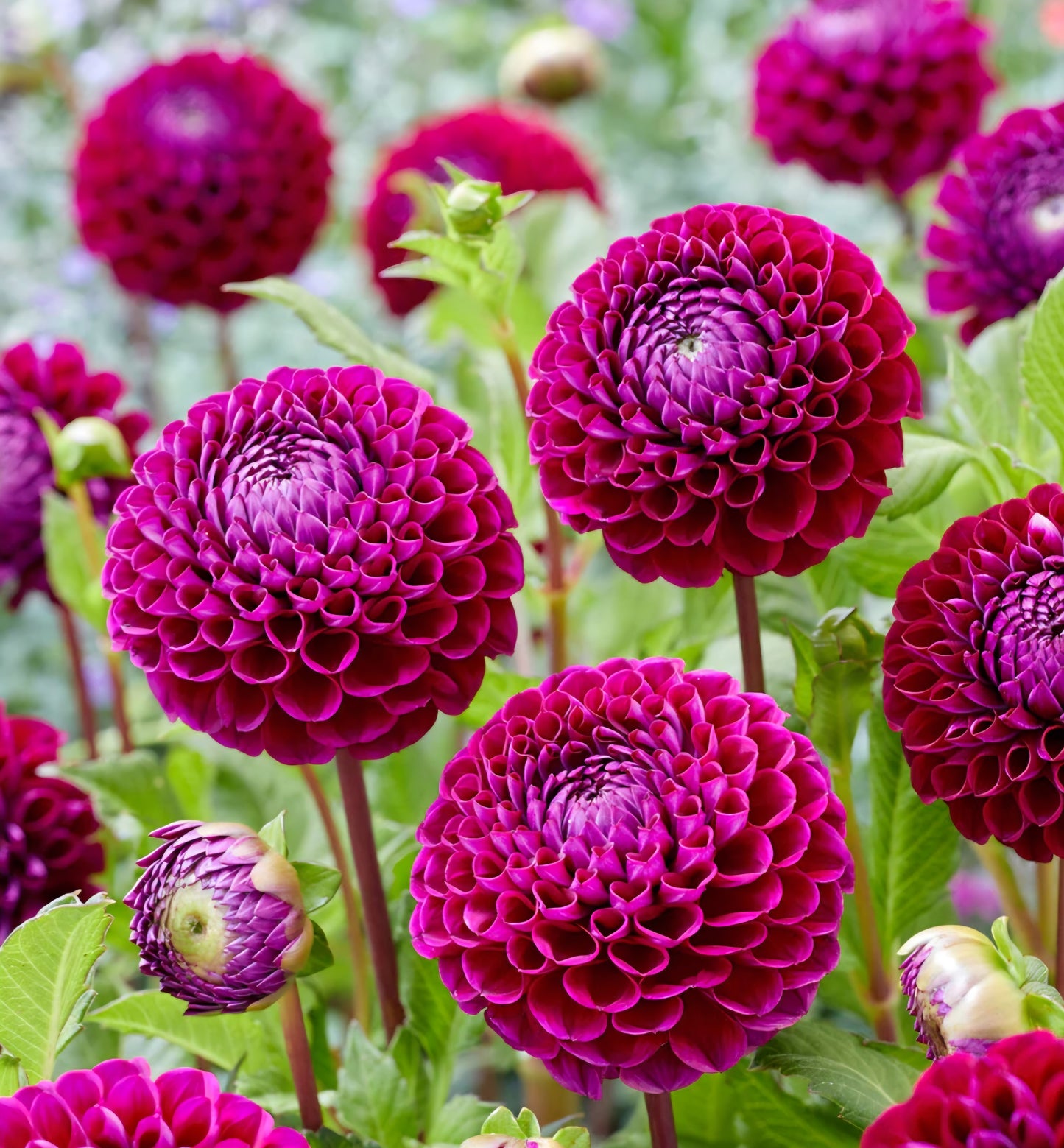 Ivanetti Dahlia Tuber