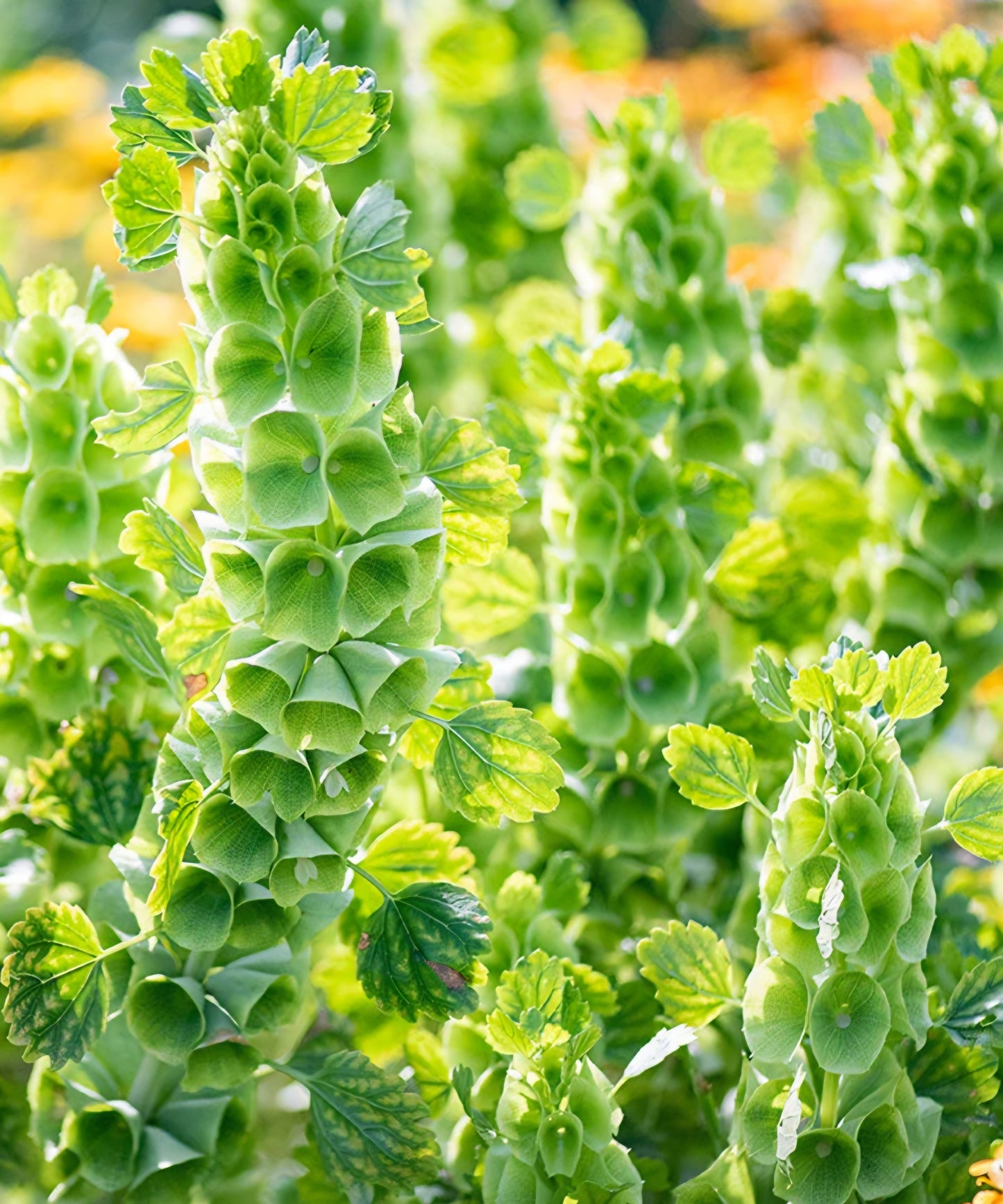 Bells of Ireland Plugs