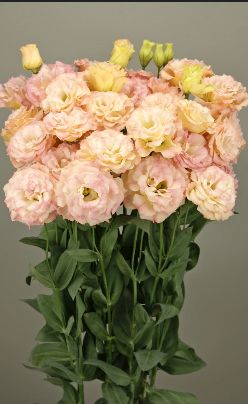 Lisianthus Voyage Champagne Plugs (4)