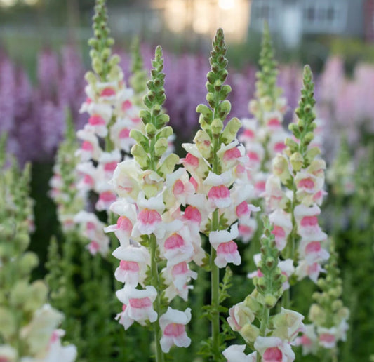Potomac Apple Blossom Snapdragon Plugs