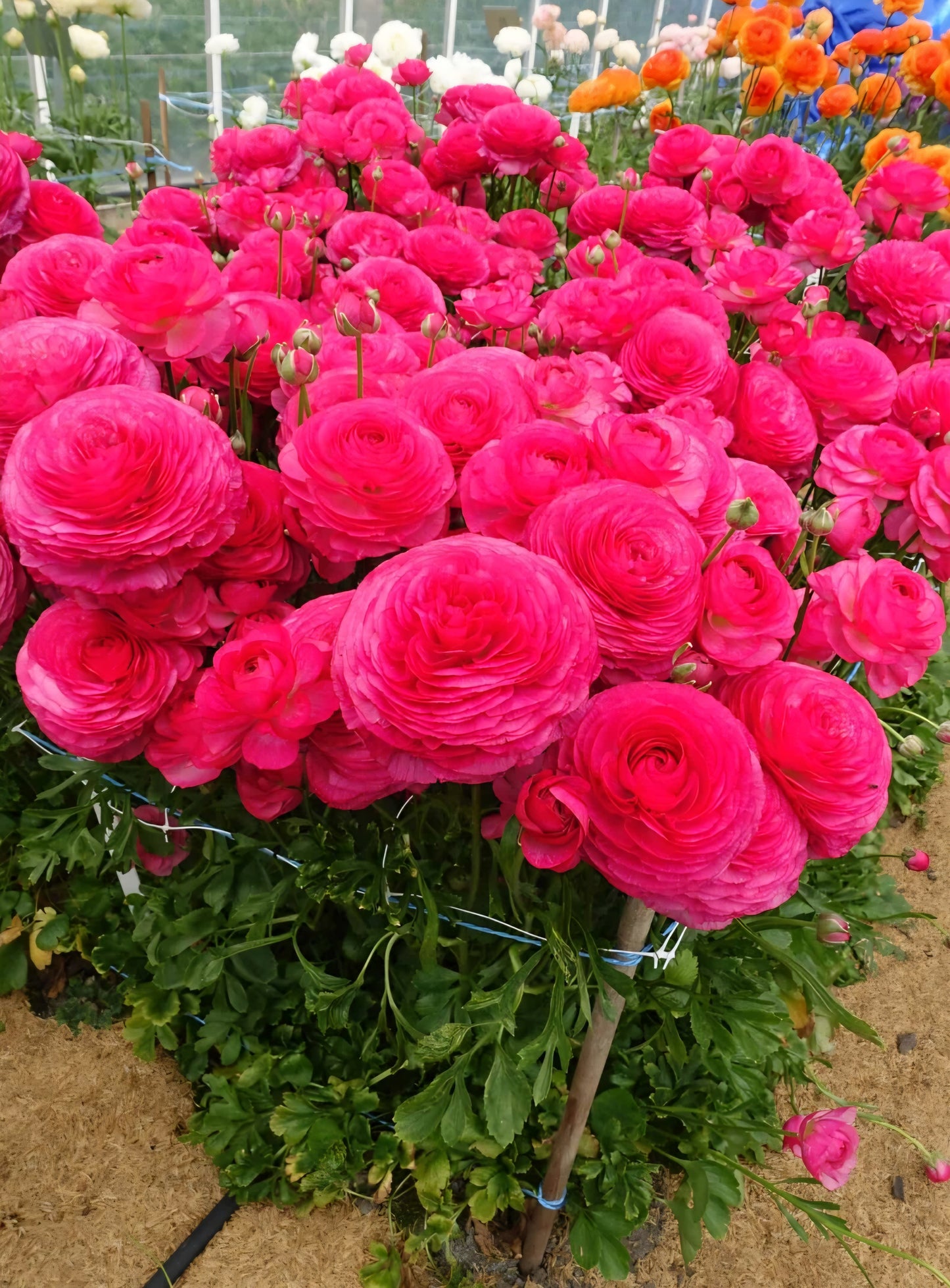 Romance Mercury Ranunculus Corms