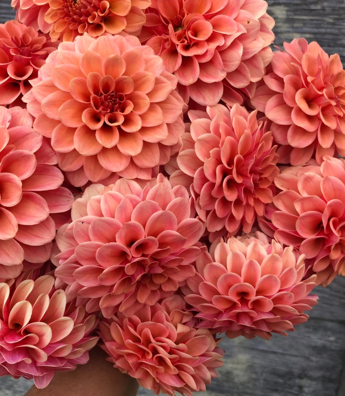 Rose Toscano Dahlia Tuber