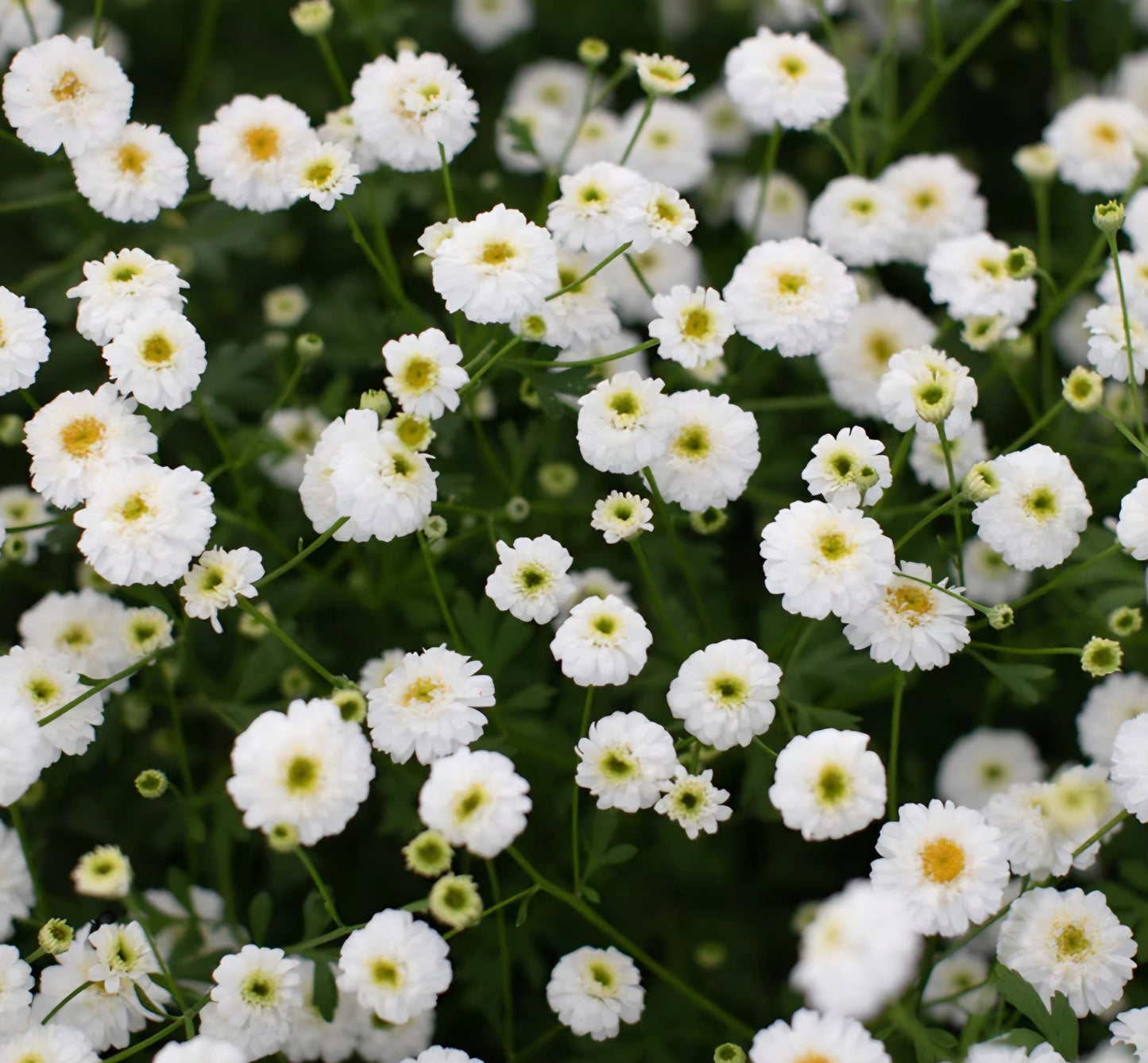 Tetra White Feverfew Plugs