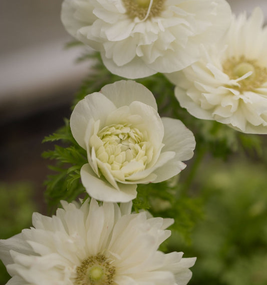 Anemone Italian Levante Bianco (10)
