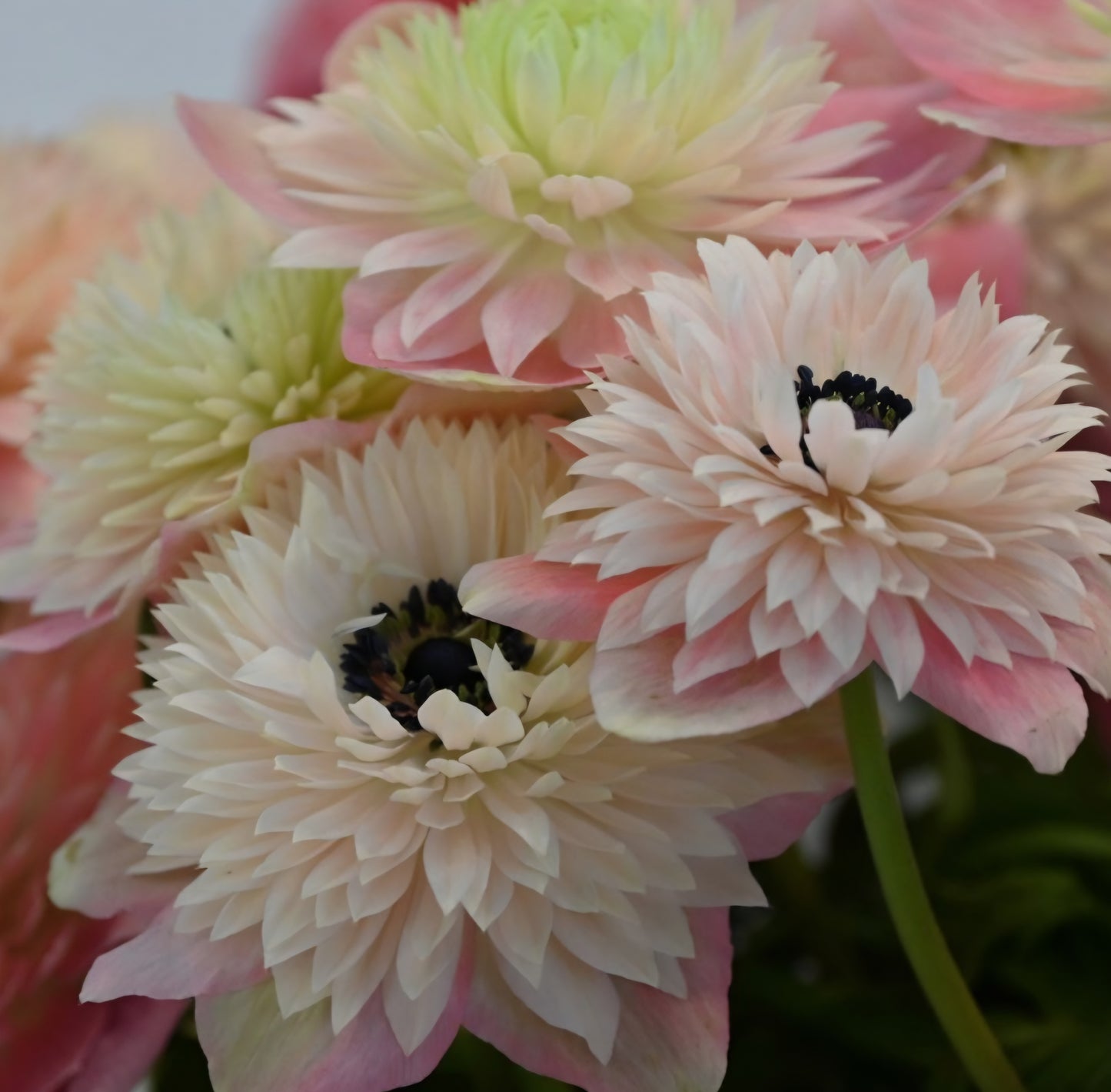 Anemone Levante Rosa Chiaro Mix (10)