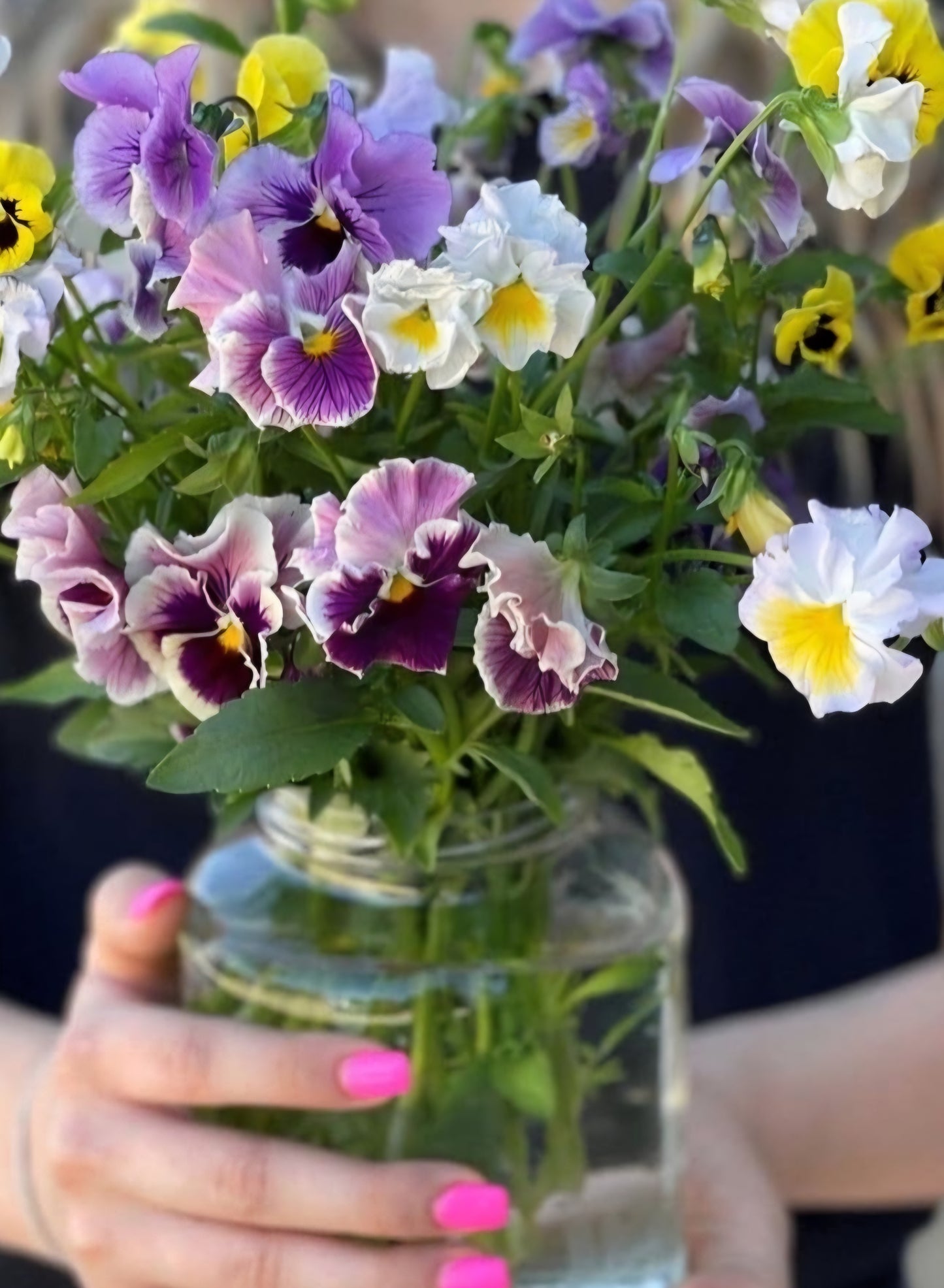 Italian Viola Appassioniato Flamenco Mix Pansy Plugs