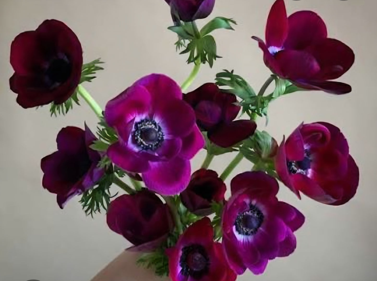 Anemone Italian Mistral Bordeaux