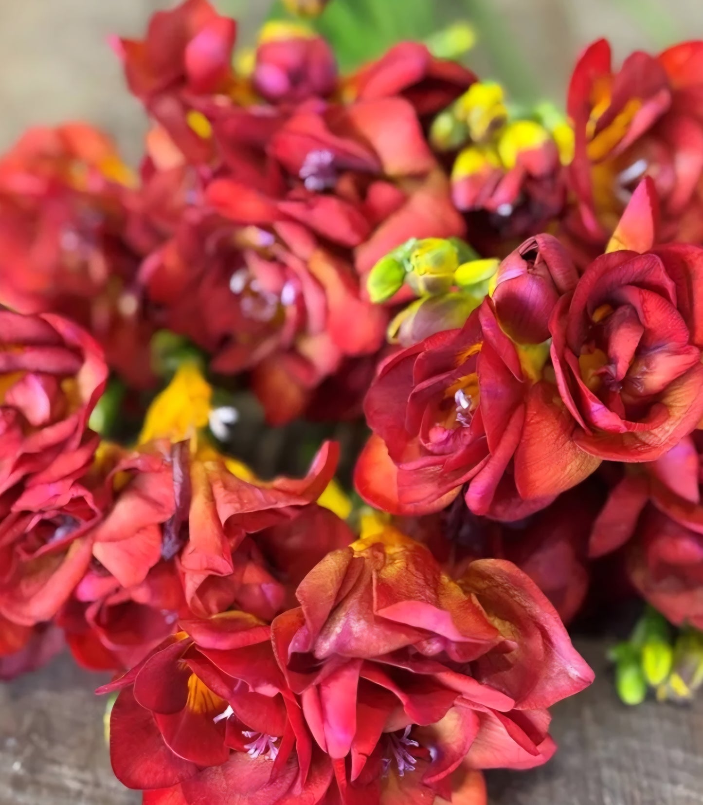 Freesia Double Adele Bulbs (10)
