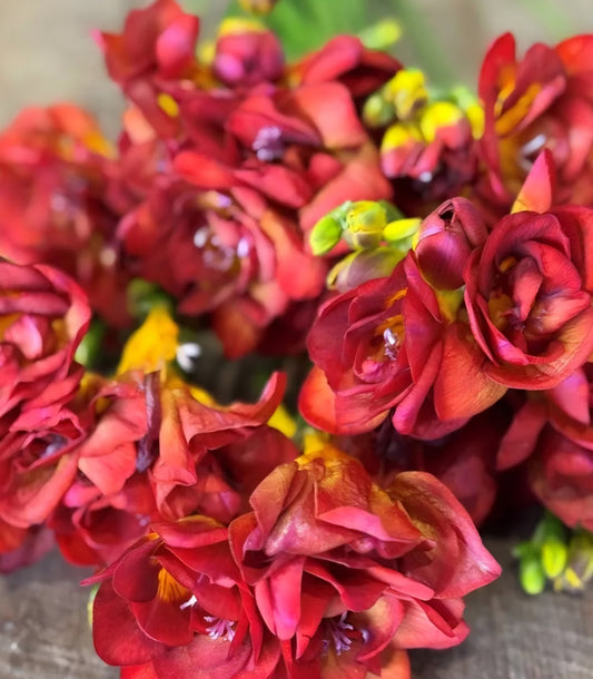Freesia Double Adele Bulbs (10)