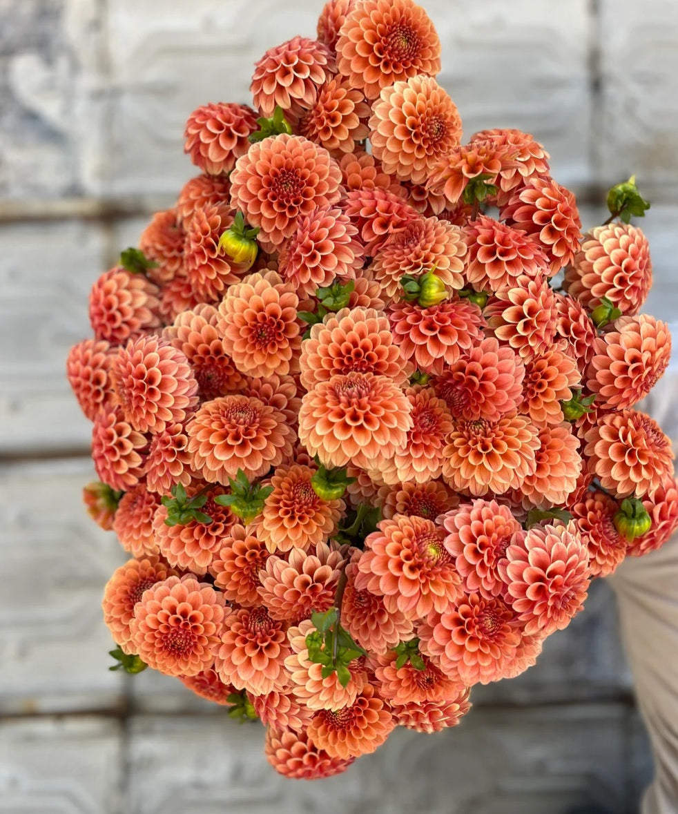 Rose Toscano Dahlia Tuber