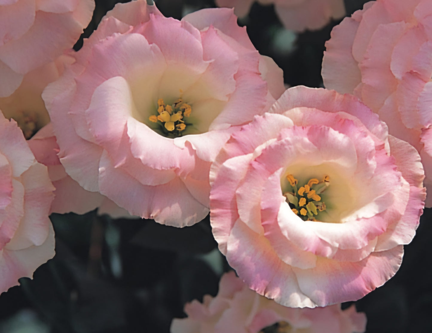 Lisianthus Arena 3 Champagne Plugs