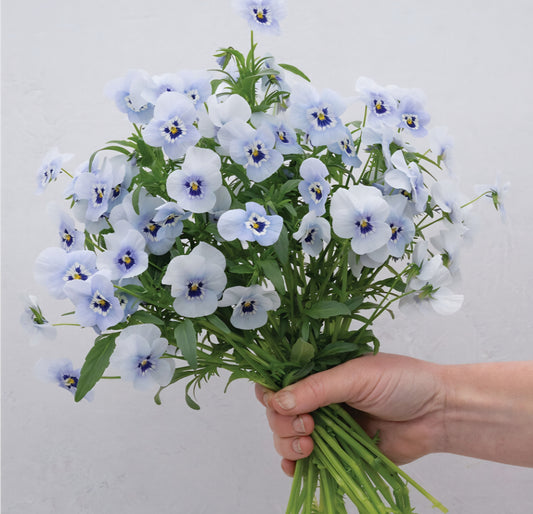 Viola Penny Marina Plugs