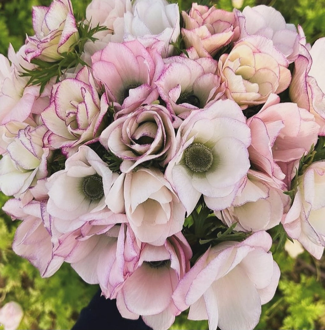 Anemone Italian 'Mistral Edge' (10)