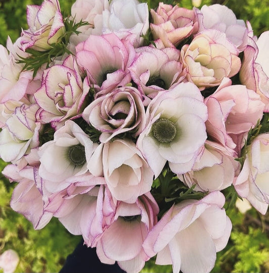 Anemone Italian 'Mistral Edge' (10)