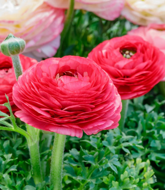 Pre-Sprouted Ranunculus Corms Telecote Rose (6)