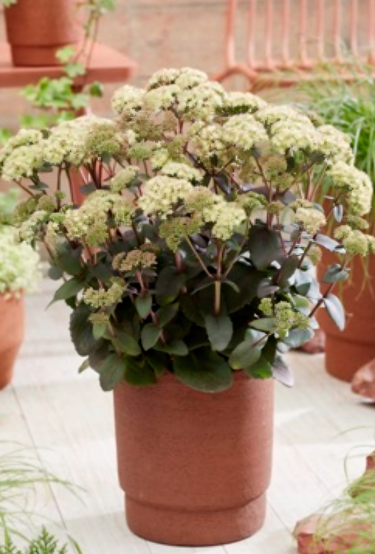 Banana Split Sedum Plugs