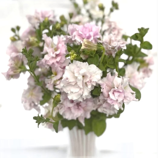 Italian Petunia Grandiflora White Plugs