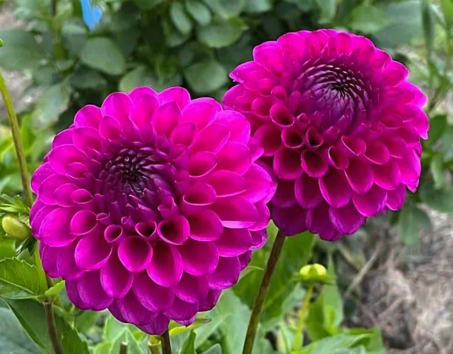 Cryfield Harmony Dahlia Cutting