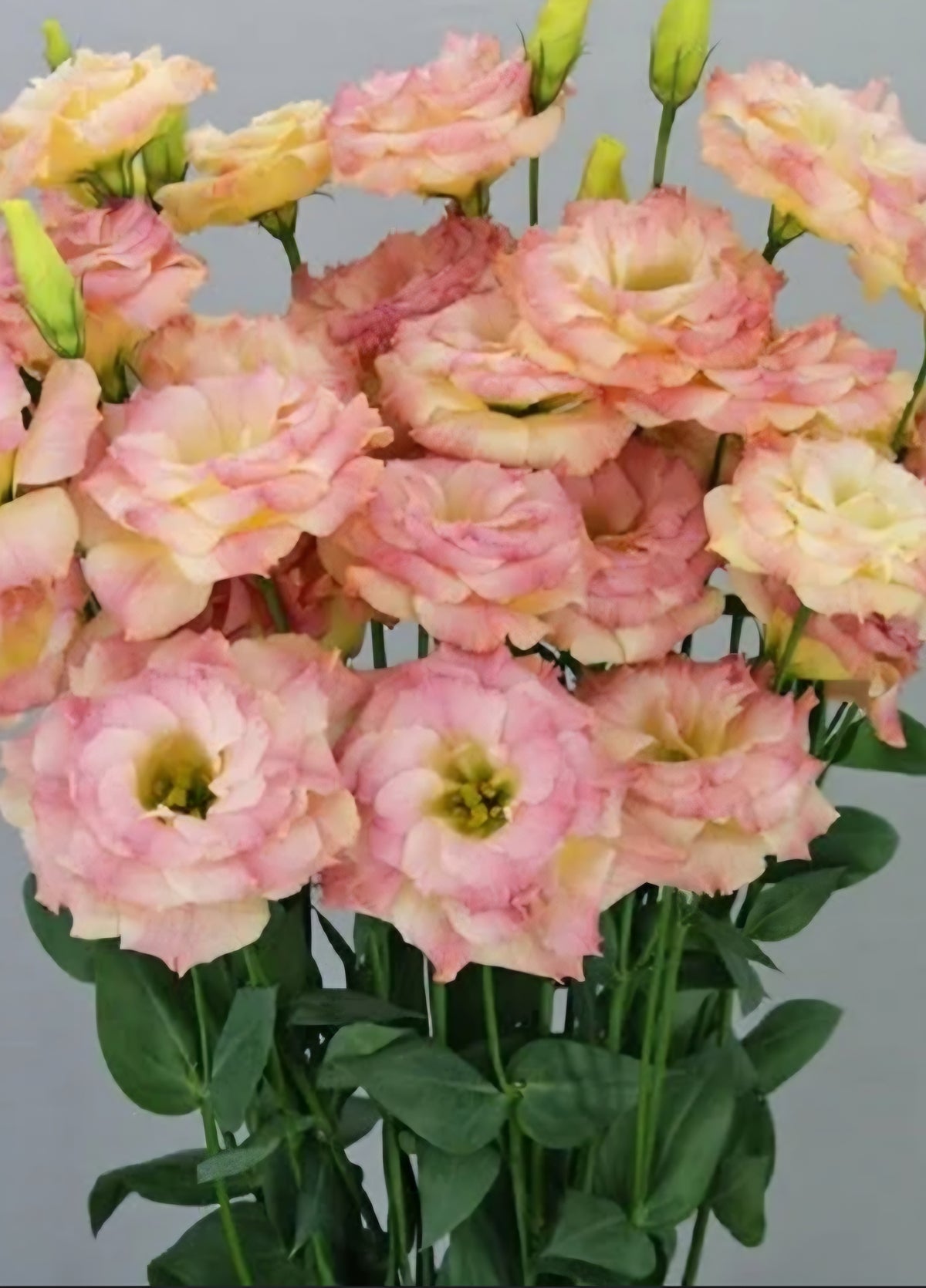 Lisianthus Megalo Deep Orange Plugs
